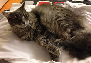 picture of a very fluffy gray cat lounging on shirts to be folder