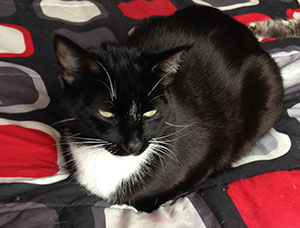 picture of a black cat with a white chest sitting 'loaf-style' on a bed