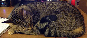 picture of a petite brown tabby cat curled in a ball on a desk