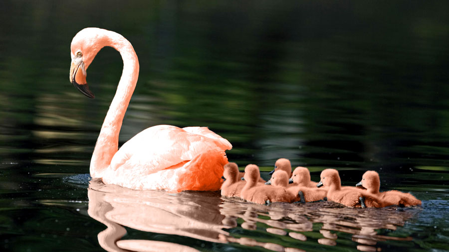 photo manipulation where a flamingo and a swan have been merged