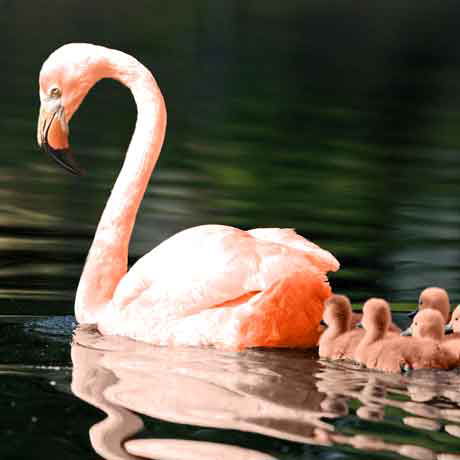 thumbnail image for a larger image of a photo manipulation where a flamingo and a swan have been merged