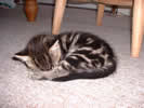 Abso-feaking-lutely adorable gray tabby kitten curled up in a ball sleeping.
