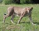 Walking cheetah.