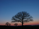 Silhouette of tree at sunset.